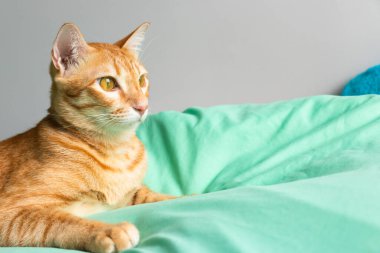 Evde oynayan kediler ve kırmızı için uyuyan kediler.