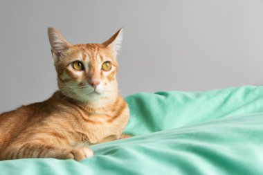 Evde oynayan kediler ve kırmızı için uyuyan kediler.