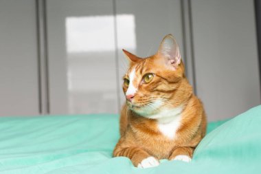 Evde oynayan kediler ve kırmızı için uyuyan kediler.