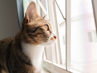 Evde oynayan kediler ve kırmızı için uyuyan kediler.