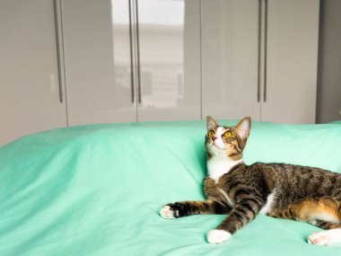 Evde oynayan kediler ve kırmızı için uyuyan kediler.