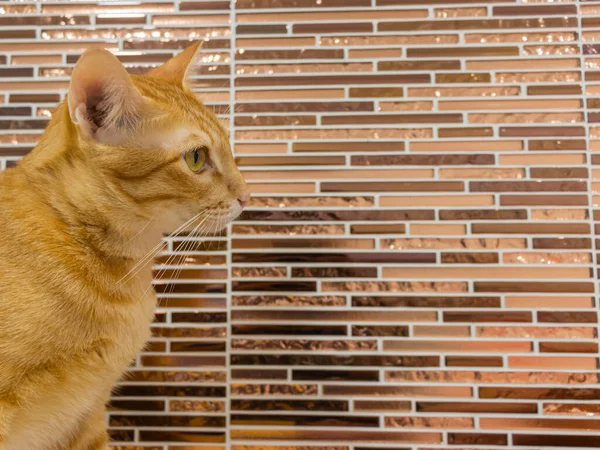 집안에서 색으로 고양이들의 집합체 — 스톡 사진