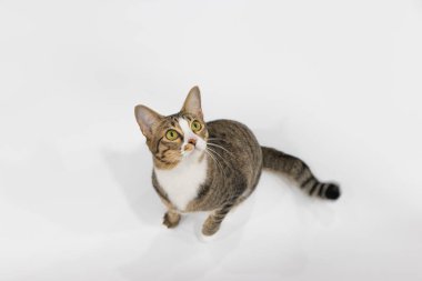 Stüdyoda beyaz ekranda ve ahşap zeminde çekilen turuncu ve beyaz kediler.