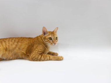 Stüdyoda beyaz ekranda ve ahşap zeminde çekilen turuncu ve beyaz kediler.