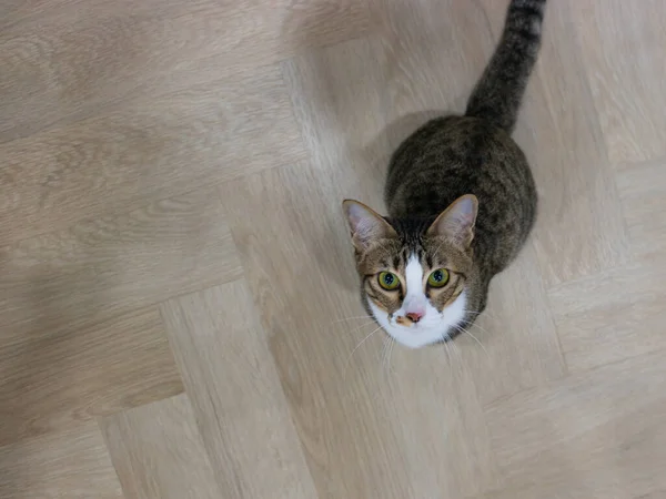 바닥에 스튜디오에서 주황색 흰색의 고양이 — 스톡 사진