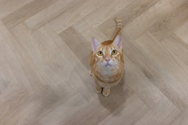 바닥에 스튜디오에서 주황색 흰색의 고양이 — 스톡 사진