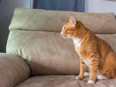 Kediler kedi yavrusu oturma odasında oynuyor. Ahşap zeminde harika bir fotoğraf için.