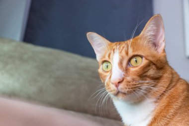 Kediler kedi yavrusu oturma odasında oynuyor. Ahşap zeminde harika bir fotoğraf için.