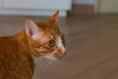 Kediler kedi yavrusu oturma odasında oynuyor. Ahşap zeminde harika bir fotoğraf için.