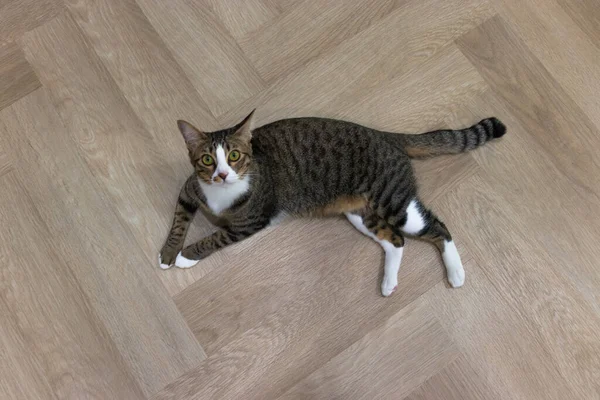 猫猫若い猫遊びまわりのリビングルームのために素晴らしい写真上の木の床 — ストック写真