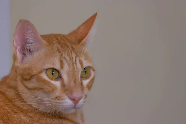 Katzen Katze Junges Kätzchen Spielt Wohnzimmer Für Tolles Foto Auf — Stockfoto