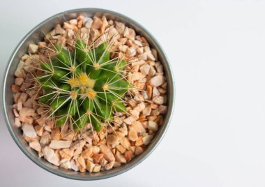 Tencerelerde çeşitli kaktüs bitkileri. Kaktüs farklı bir tencerede ve beyaz duvarın önündeki masaya bakıyor.