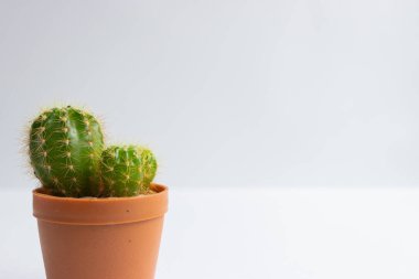 Tencerelerde çeşitli kaktüs bitkileri. Kaktüs farklı bir tencerede ve beyaz duvarın önündeki masaya bakıyor.