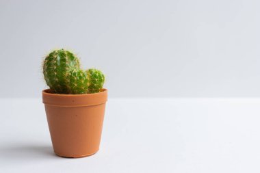 Tencerelerde çeşitli kaktüs bitkileri. Kaktüs farklı bir tencerede ve beyaz duvarın önündeki masaya bakıyor.
