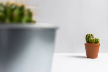 Tencerelerde çeşitli kaktüs bitkileri. Kaktüs farklı bir tencerede ve beyaz duvarın önündeki masaya bakıyor.