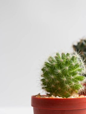 Tencerelerde çeşitli kaktüs bitkileri. Kaktüs farklı bir tencerede ve beyaz duvarın önündeki masaya bakıyor.
