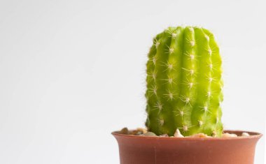 Tencerelerde çeşitli kaktüs bitkileri. Kaktüs farklı bir tencerede ve beyaz duvarın önündeki masaya bakıyor.