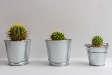 Tencerelerde çeşitli kaktüs bitkileri. Kaktüs farklı bir tencerede ve beyaz duvarın önündeki masaya bakıyor.
