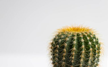 Tencerelerde çeşitli kaktüs bitkileri. Kaktüs farklı bir tencerede ve beyaz duvarın önündeki masaya bakıyor.