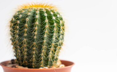 Tencerelerde çeşitli kaktüs bitkileri. Kaktüs farklı bir tencerede ve beyaz duvarın önündeki masaya bakıyor.