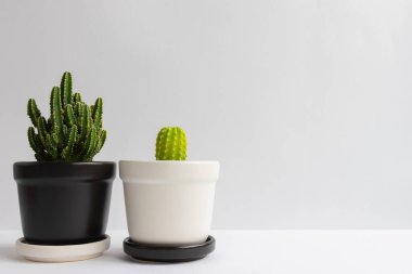 Tencerelerde çeşitli kaktüs bitkileri. Kaktüs farklı bir tencerede ve beyaz duvarın önündeki masaya bakıyor.