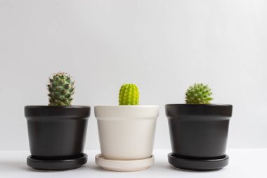 Tencerelerde çeşitli kaktüs bitkileri. Kaktüs farklı bir tencerede ve beyaz duvarın önündeki masaya bakıyor.