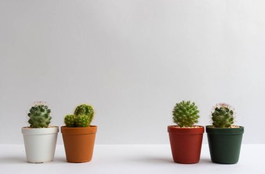 Tencerelerde çeşitli kaktüs bitkileri. Kaktüs farklı bir tencerede ve beyaz duvarın önündeki masaya bakıyor.