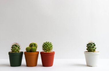 Tencerelerde çeşitli kaktüs bitkileri. Kaktüs farklı bir tencerede ve beyaz duvarın önündeki masaya bakıyor.
