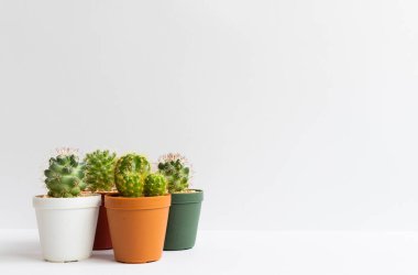 Tencerelerde çeşitli kaktüs bitkileri. Kaktüs farklı bir tencerede ve beyaz duvarın önündeki masaya bakıyor.