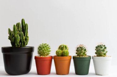 Tencerelerde çeşitli kaktüs bitkileri. Kaktüs farklı bir tencerede ve beyaz duvarın önündeki masaya bakıyor.