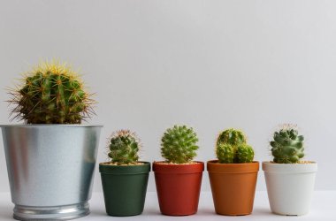 Tencerelerde çeşitli kaktüs bitkileri. Kaktüs farklı bir tencerede ve beyaz duvarın önündeki masaya bakıyor.