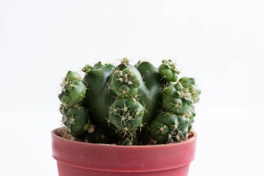 Tencerelerde çeşitli kaktüs bitkileri. Kaktüs farklı bir tencerede ve beyaz duvarın önündeki masaya bakıyor.