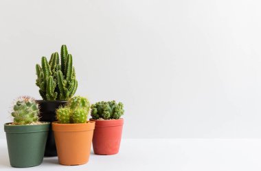 Tencerelerde çeşitli kaktüs bitkileri. Kaktüs farklı bir tencerede ve beyaz duvarın önündeki masaya bakıyor.