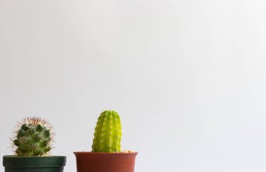 Tencerelerde çeşitli kaktüs bitkileri. Kaktüs farklı bir tencerede ve beyaz duvarın önündeki masaya bakıyor.