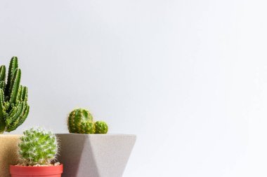 Tencerelerde çeşitli kaktüs bitkileri. Kaktüs farklı bir tencerede ve beyaz duvarın önündeki masaya bakıyor.