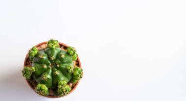 Tencerelerde çeşitli kaktüs bitkileri. Kaktüs farklı bir tencerede ve beyaz duvarın önündeki masaya bakıyor.