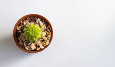 Tencerelerde çeşitli kaktüs bitkileri. Kaktüs farklı bir tencerede ve beyaz duvarın önündeki masaya bakıyor.