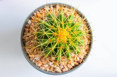 Tencerelerde çeşitli kaktüs bitkileri. Kaktüs farklı bir tencerede ve beyaz duvarın önündeki masaya bakıyor.