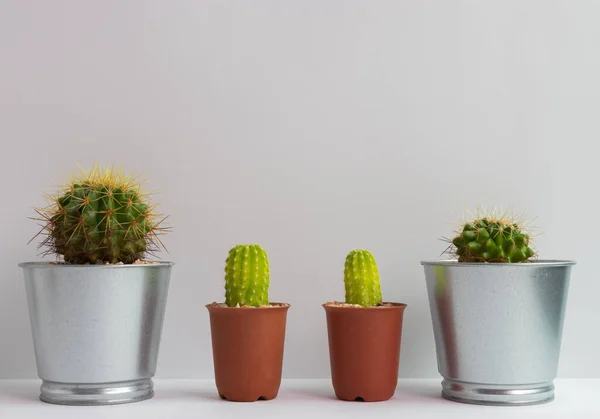 stock image set of various cactus plants in pots. Cactus plant in different pot and view on table front of white wall