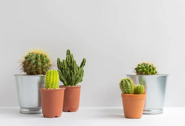 Stock image set of various cactus plants in pots. Cactus plant in different pot and view on table front of white wall