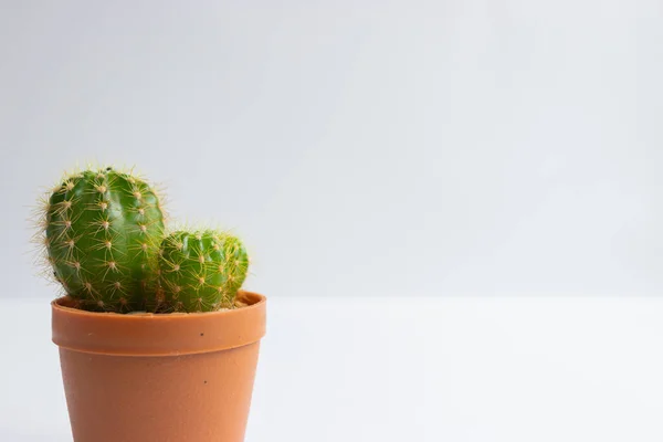 stock image set of various cactus plants in pots. Cactus plant in different pot and view on table front of white wall