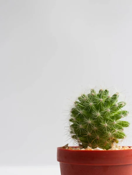 stock image set of various cactus plants in pots. Cactus plant in different pot and view on table front of white wall