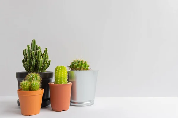 stock image set of various cactus plants in pots. Cactus plant in different pot and view on table front of white wall