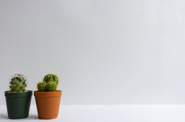 set of various cactus plants in pots. Cactus plant in different pot and view on table front of white wall