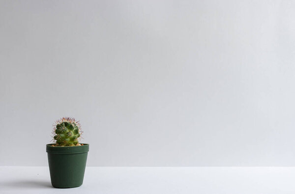 set of various cactus plants in pots. Cactus plant in different pot and view on table front of white wall