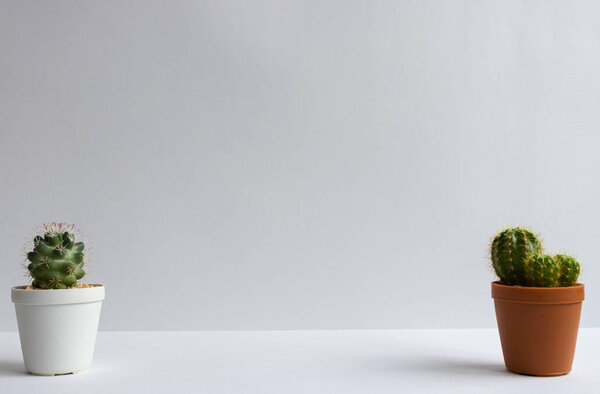 set of various cactus plants in pots. Cactus plant in different pot and view on table front of white wall
