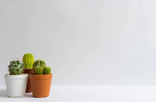 stock image set of various cactus plants in pots. Cactus plant in different pot and view on table front of white wall