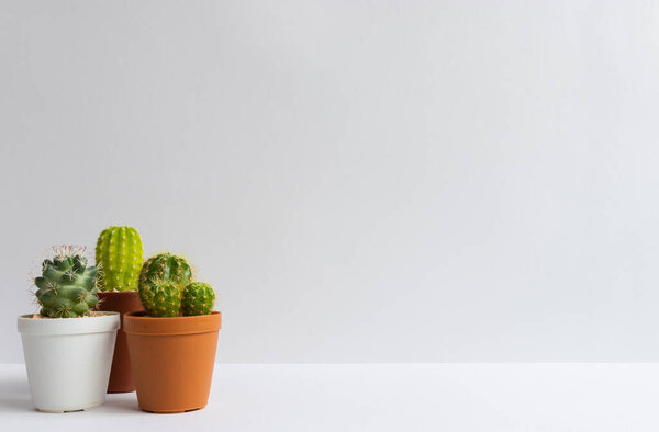 set of various cactus plants in pots. Cactus plant in different pot and view on table front of white wall