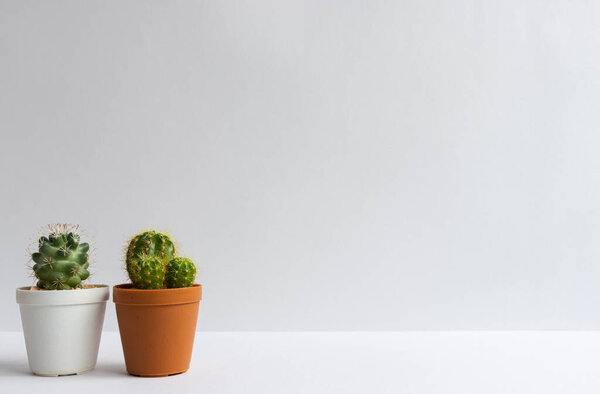 set of various cactus plants in pots. Cactus plant in different pot and view on table front of white wall