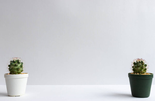 set of various cactus plants in pots. Cactus plant in different pot and view on table front of white wall